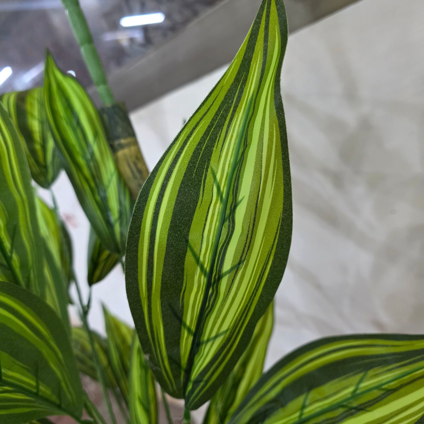 Snake Plant with Pot 6ft