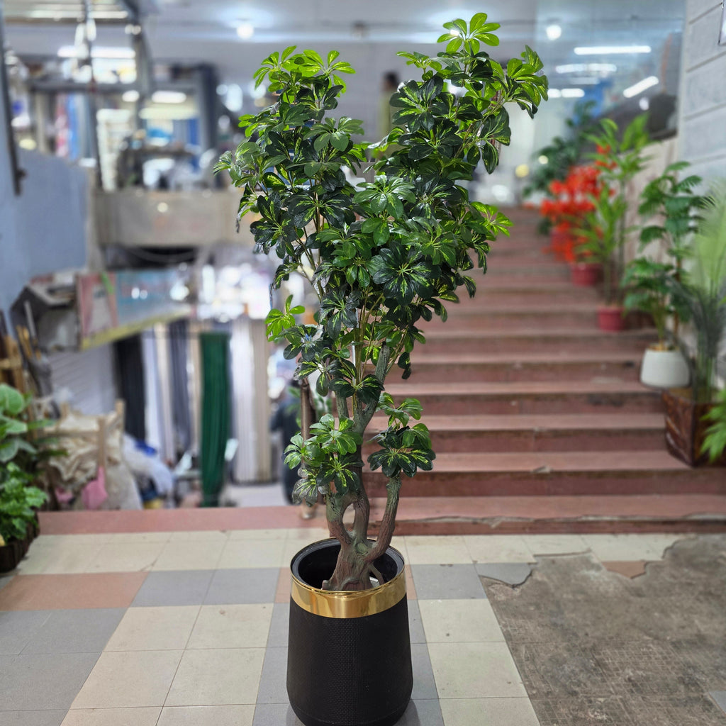 Dwarf Umbrella Tree with Pot 6ft – detail view 3