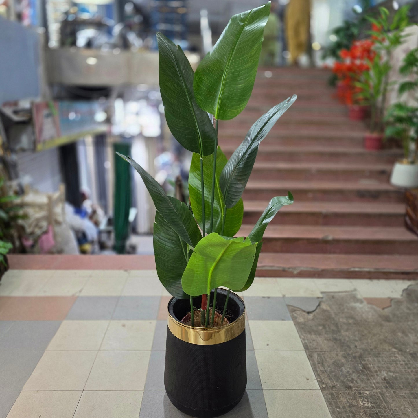 Banana Palm - 8 Leaves with fiber pot 6ft