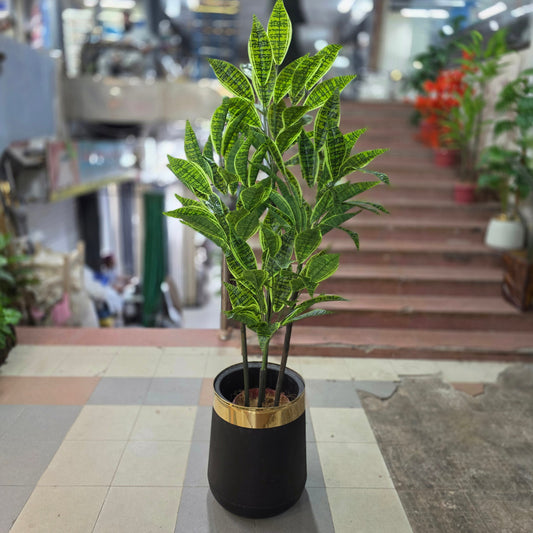 Snake Plant with Pot 6ft