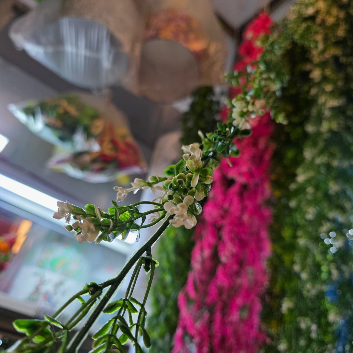Brazilian Flower Vine
