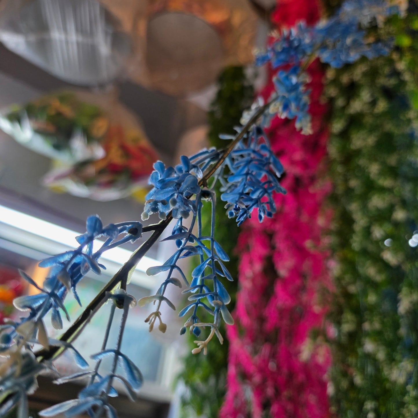 Brazilian Flower Vine