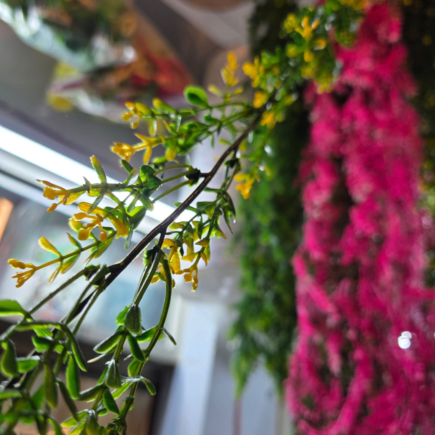 Brazilian Flower Vine