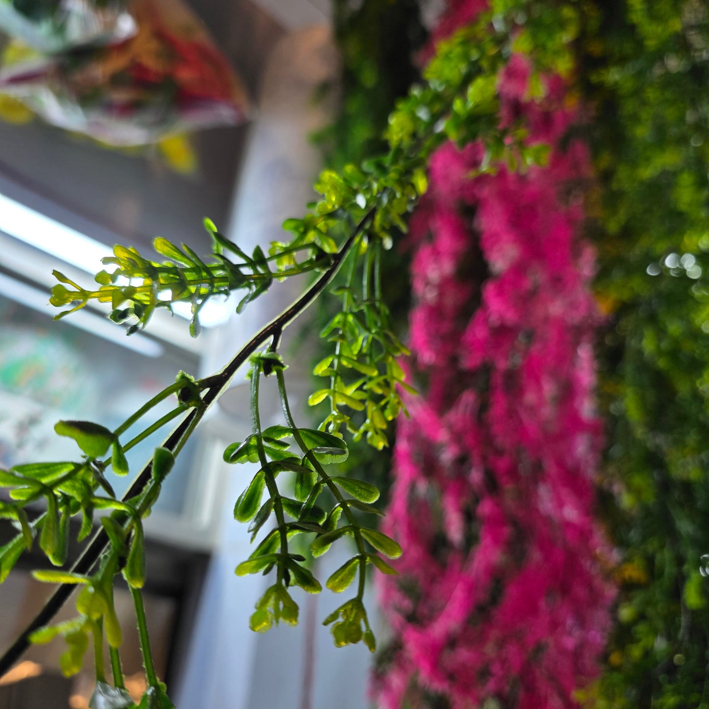 Brazilian Flower Vine