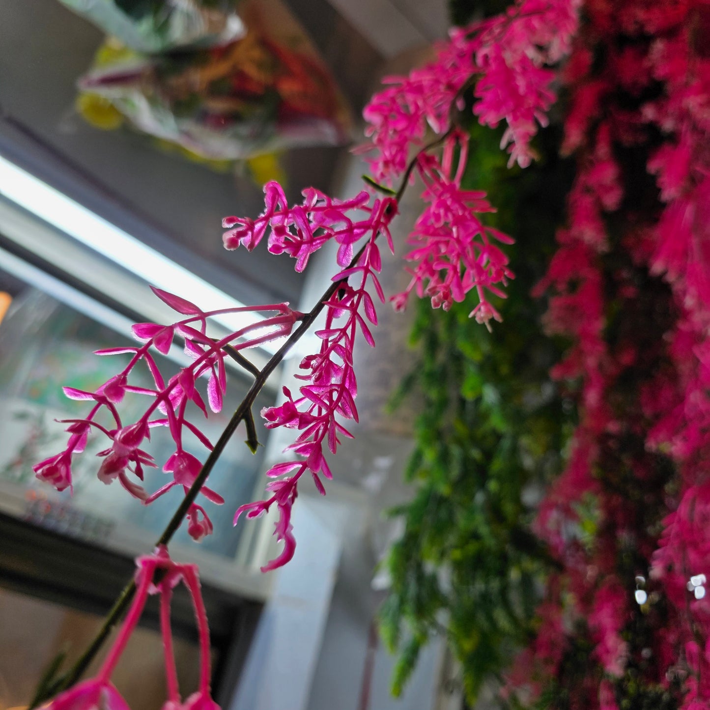 Brazilian Flower Vine
