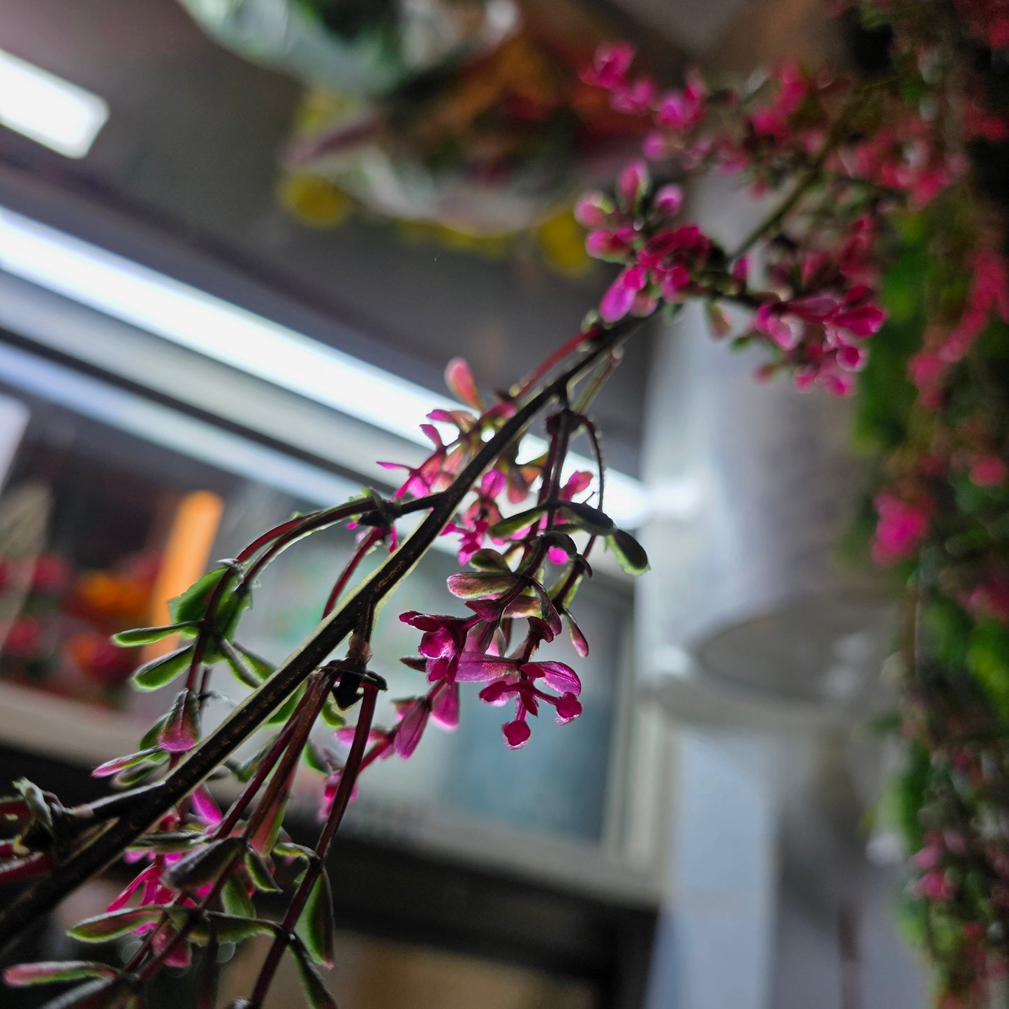 Brazilian Flower Vine