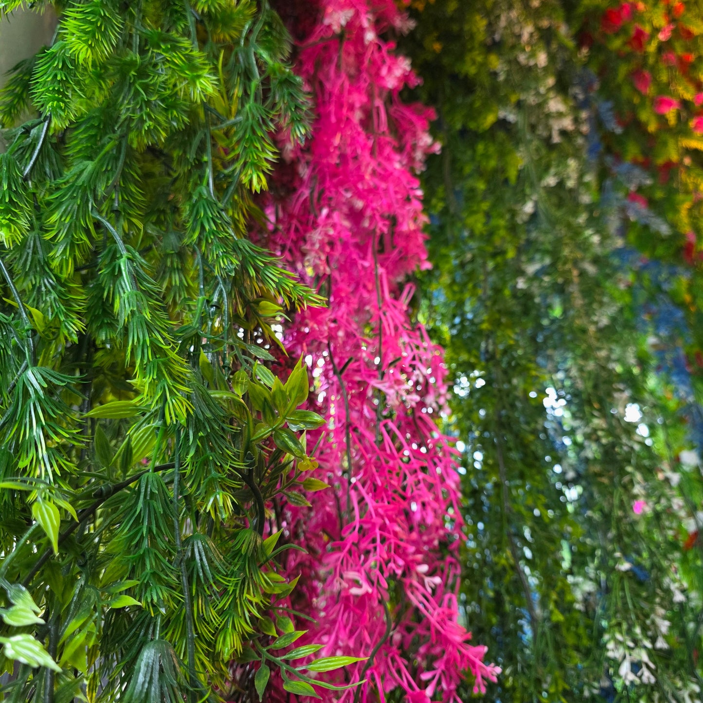 Brazilian Flower Vine