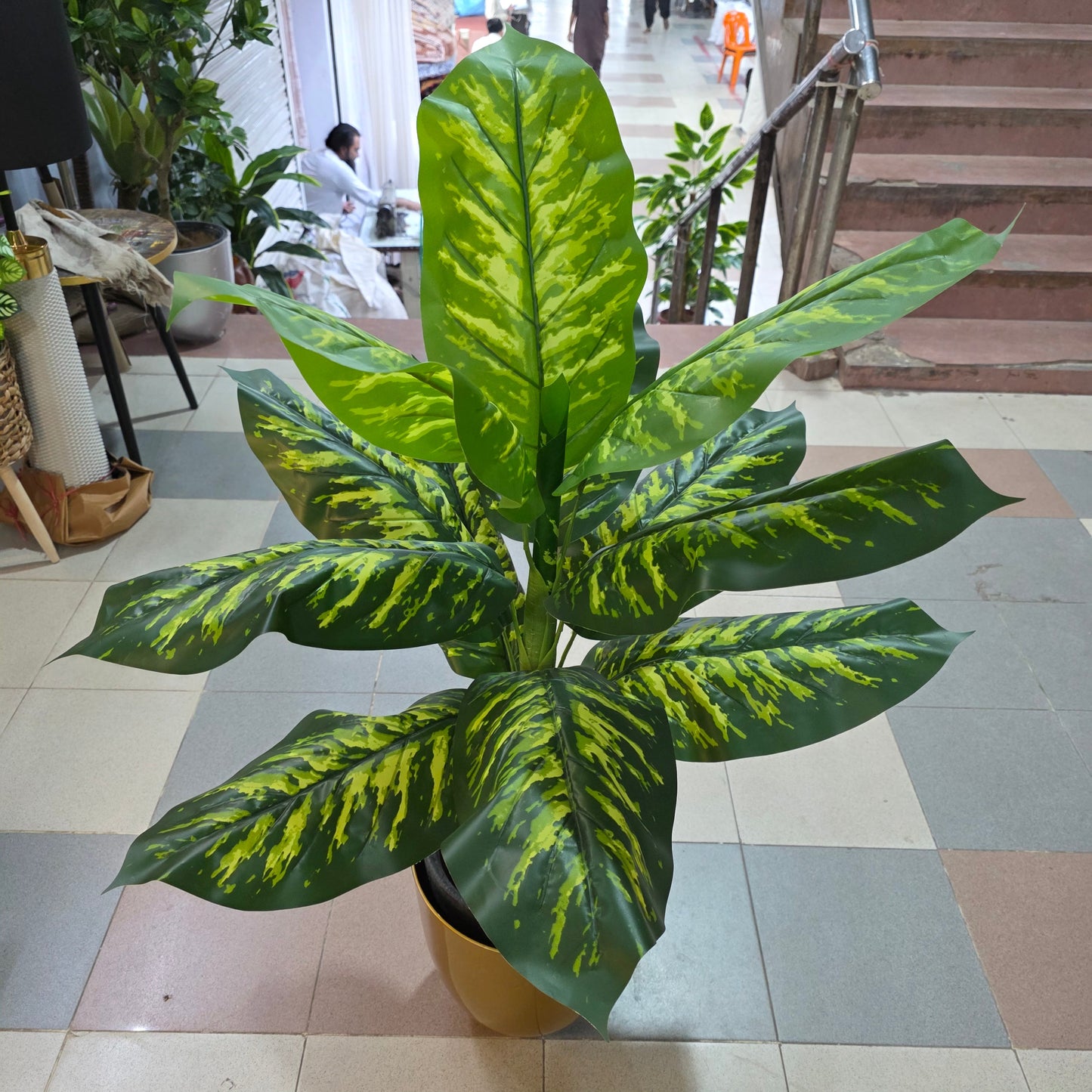 4ft Dieffenbachia Plant