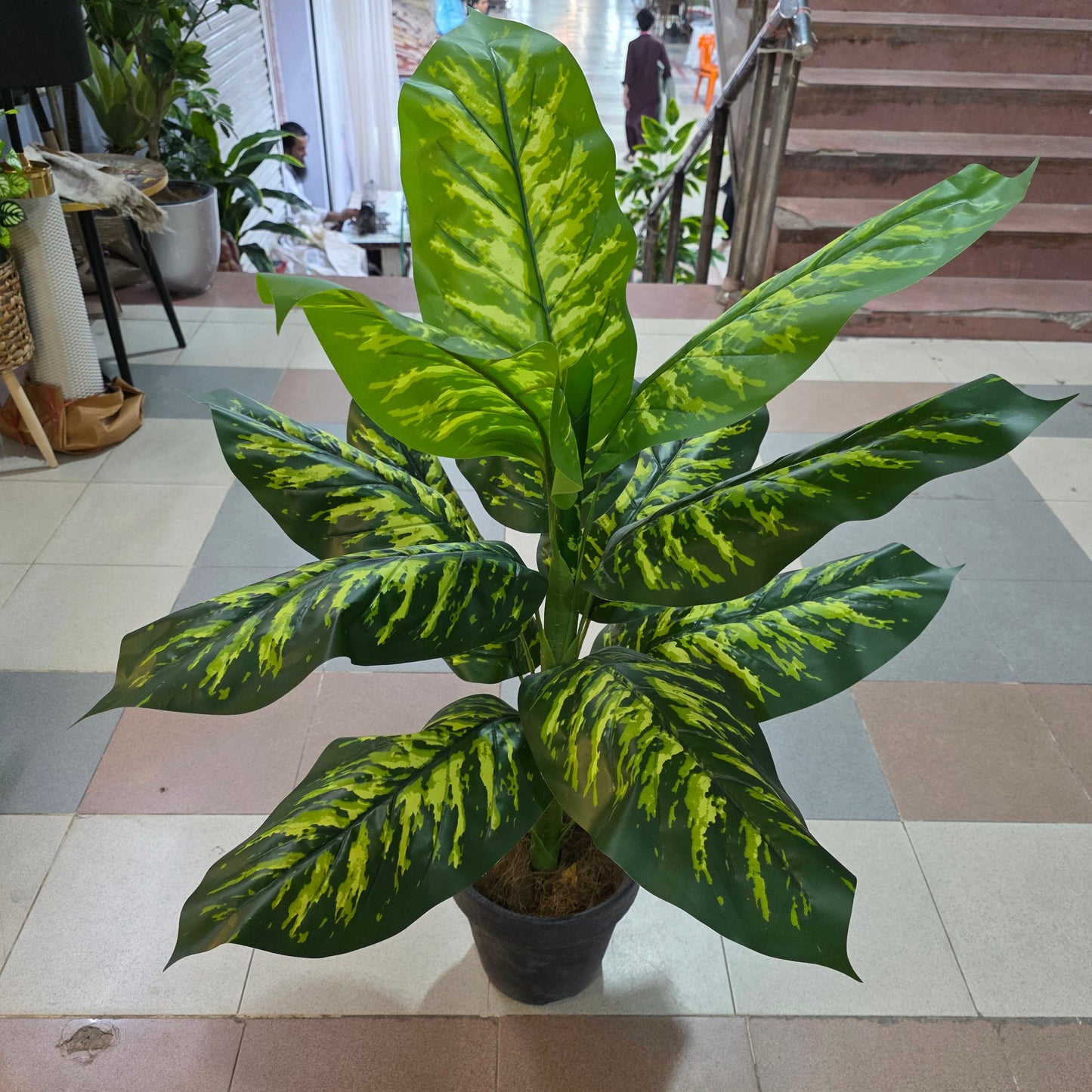4ft Dieffenbachia Plant