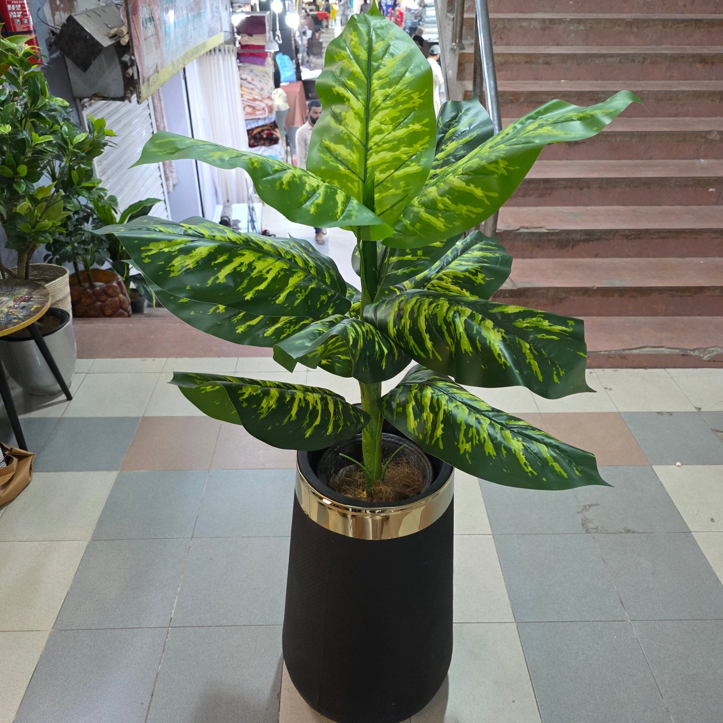 4ft Dieffenbachia Plant