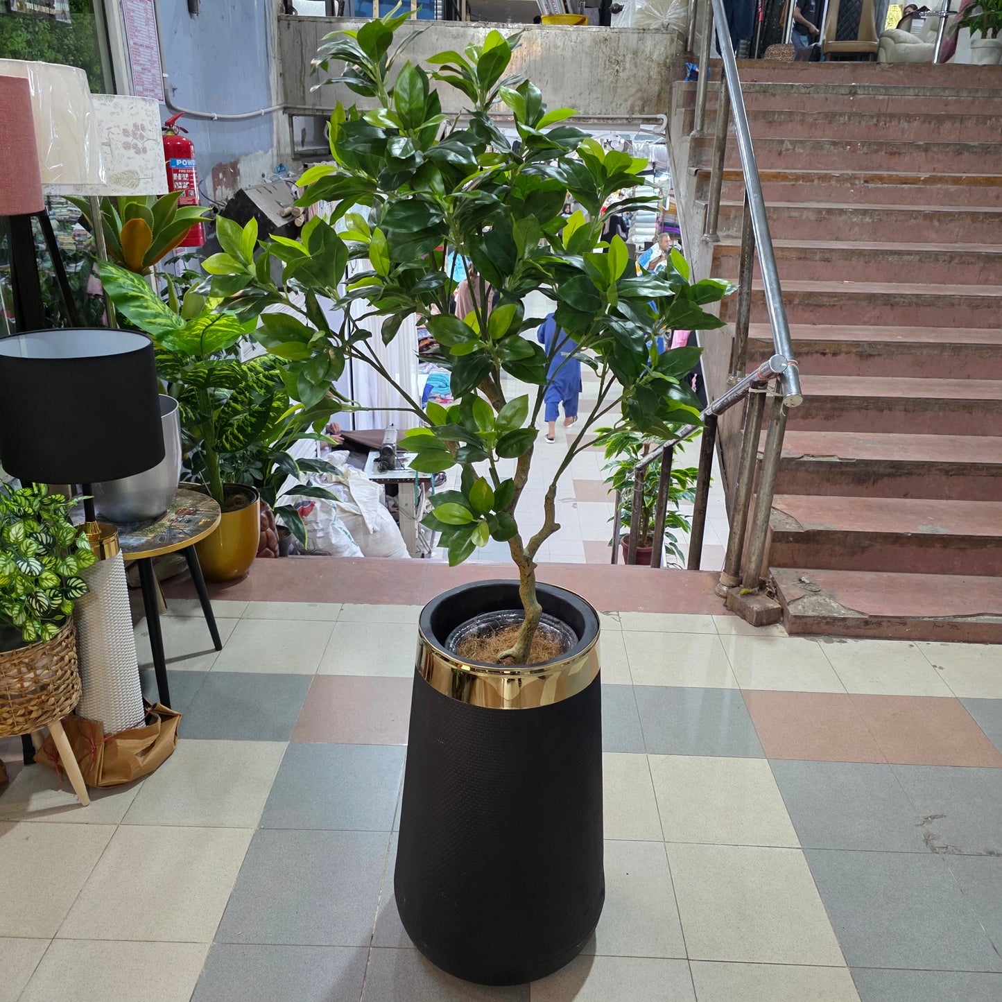 4ft Premium Ficus Bush Plant