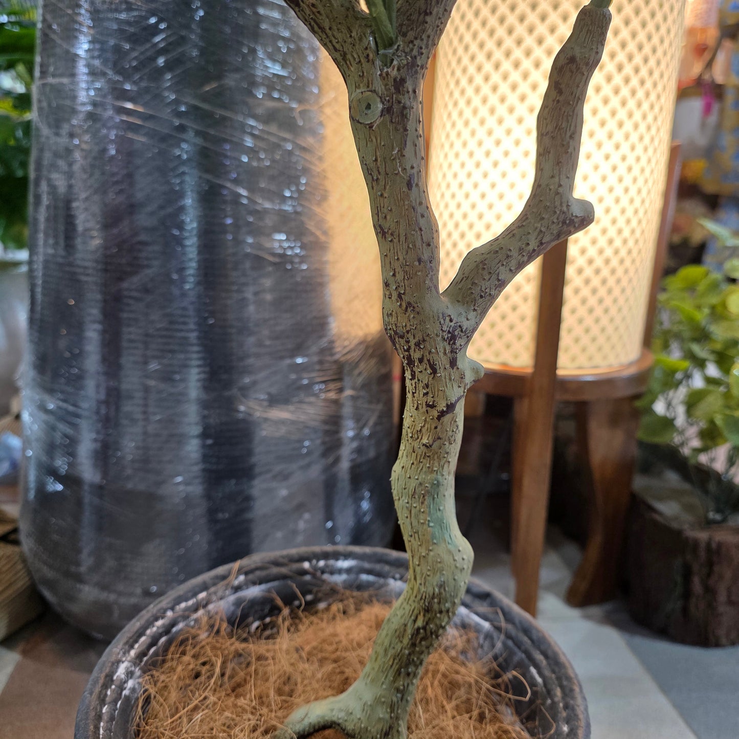 4ft Premium Ficus Bush Plant