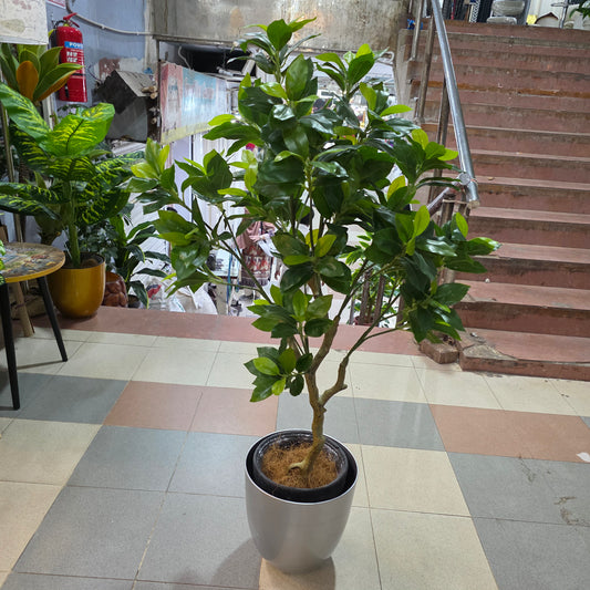 4ft Premium Ficus Bush Plant