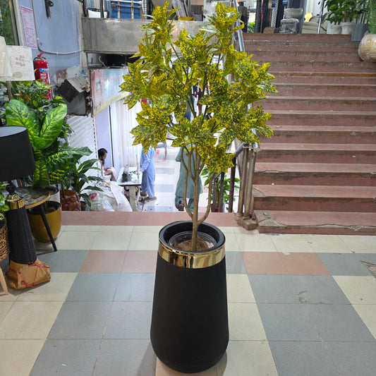 4ft Gold Star Croton Plant