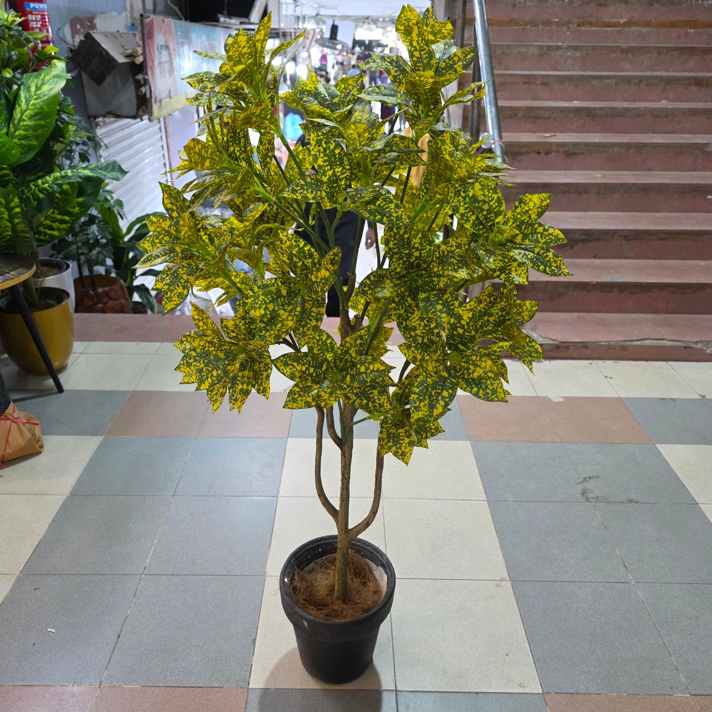 4ft Gold Star Croton Plant