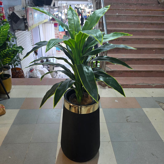 4ft Dracaena Plant