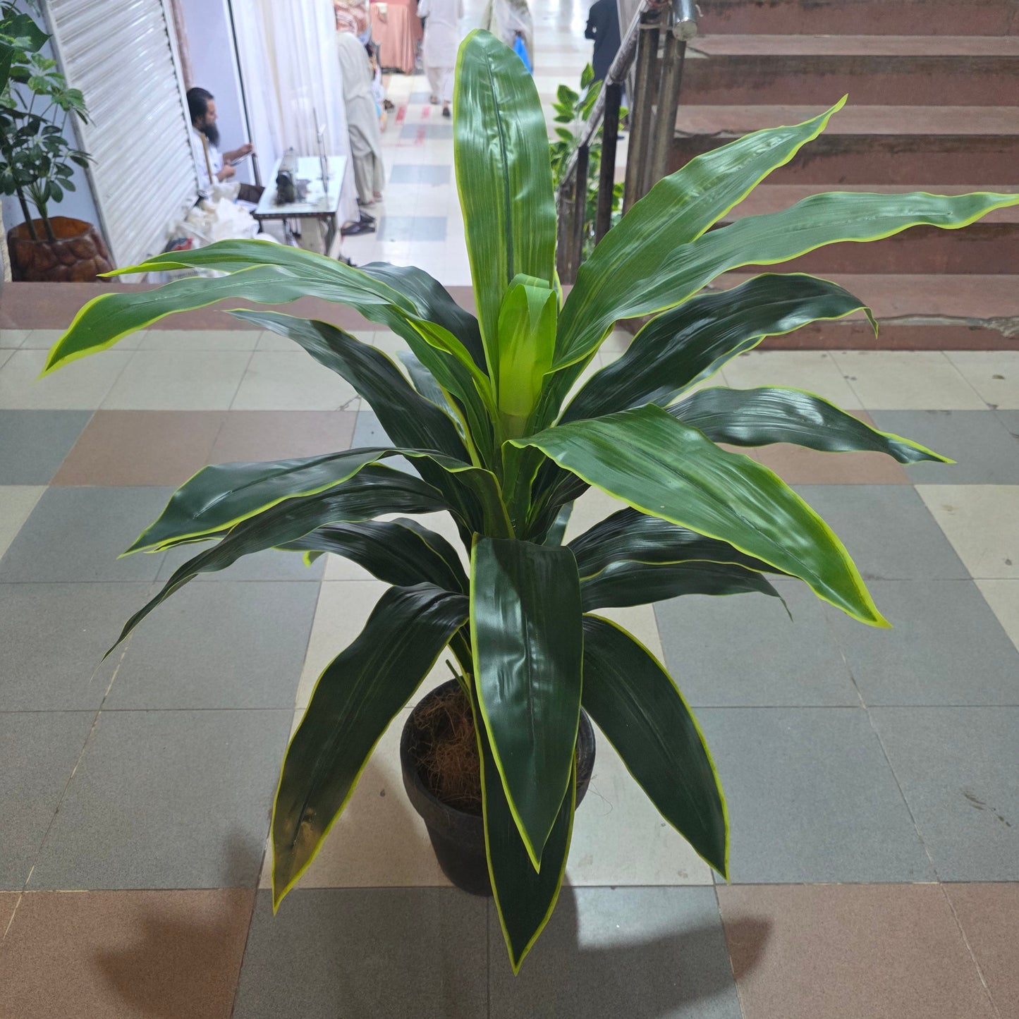 4ft Dracaena Plant