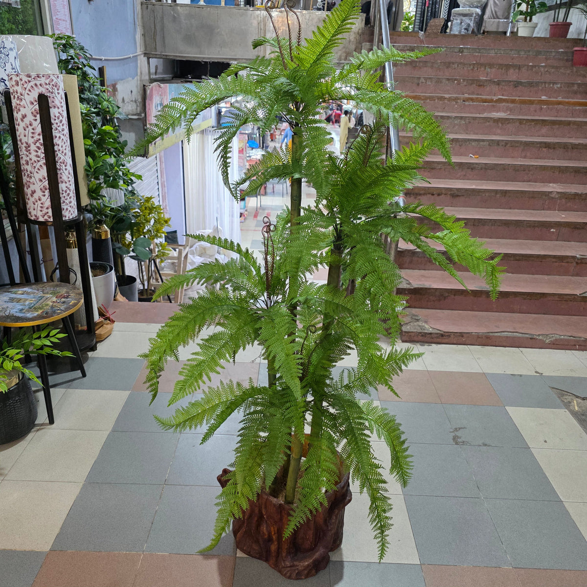 Fern Plant 5ft
