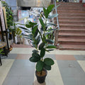 Artificial Rubber Plant 5.5ft – detail view 2