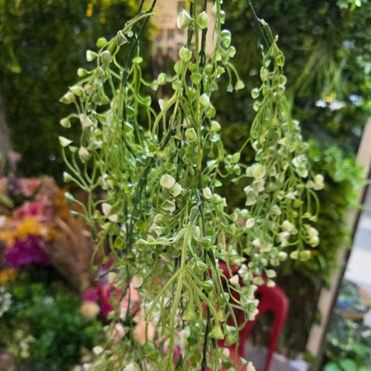 Premium Dot White Hanging Creeper