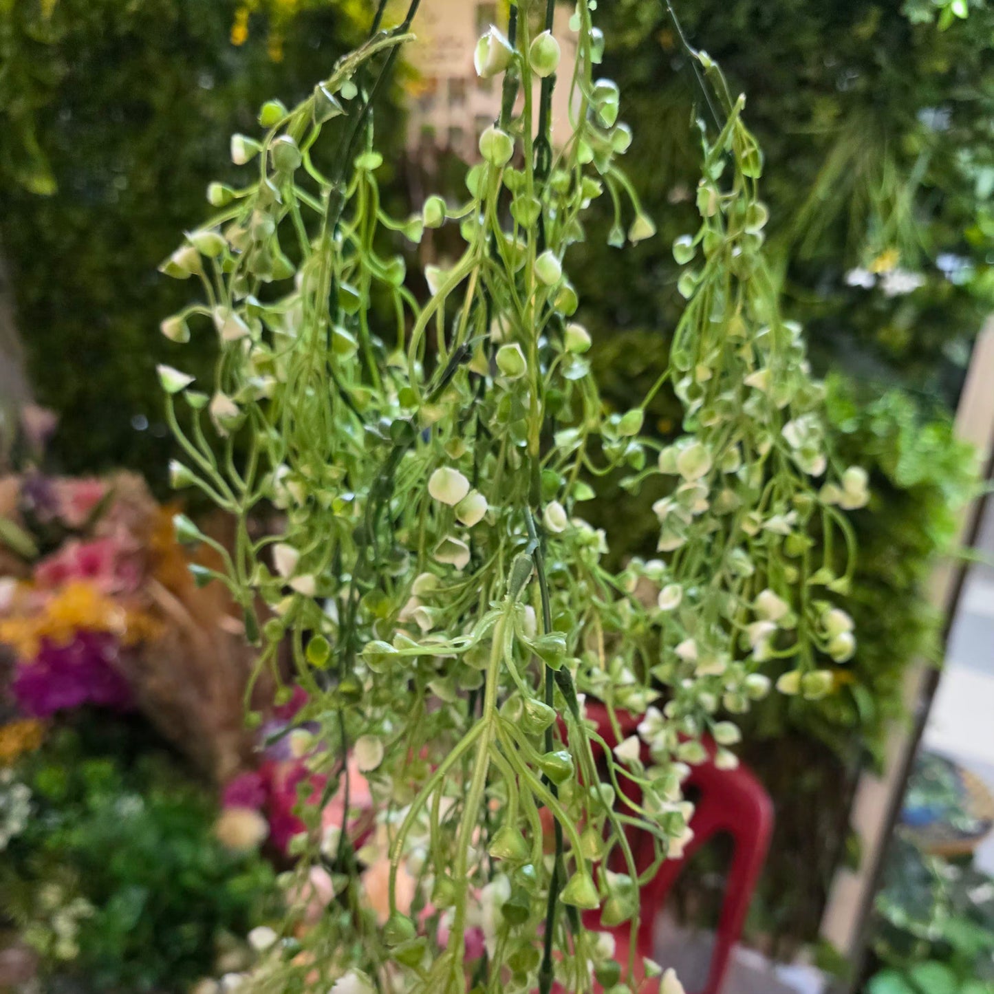 Premium Dot White Hanging Creeper