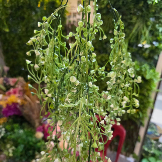 Premium Dot White Hanging Creeper
