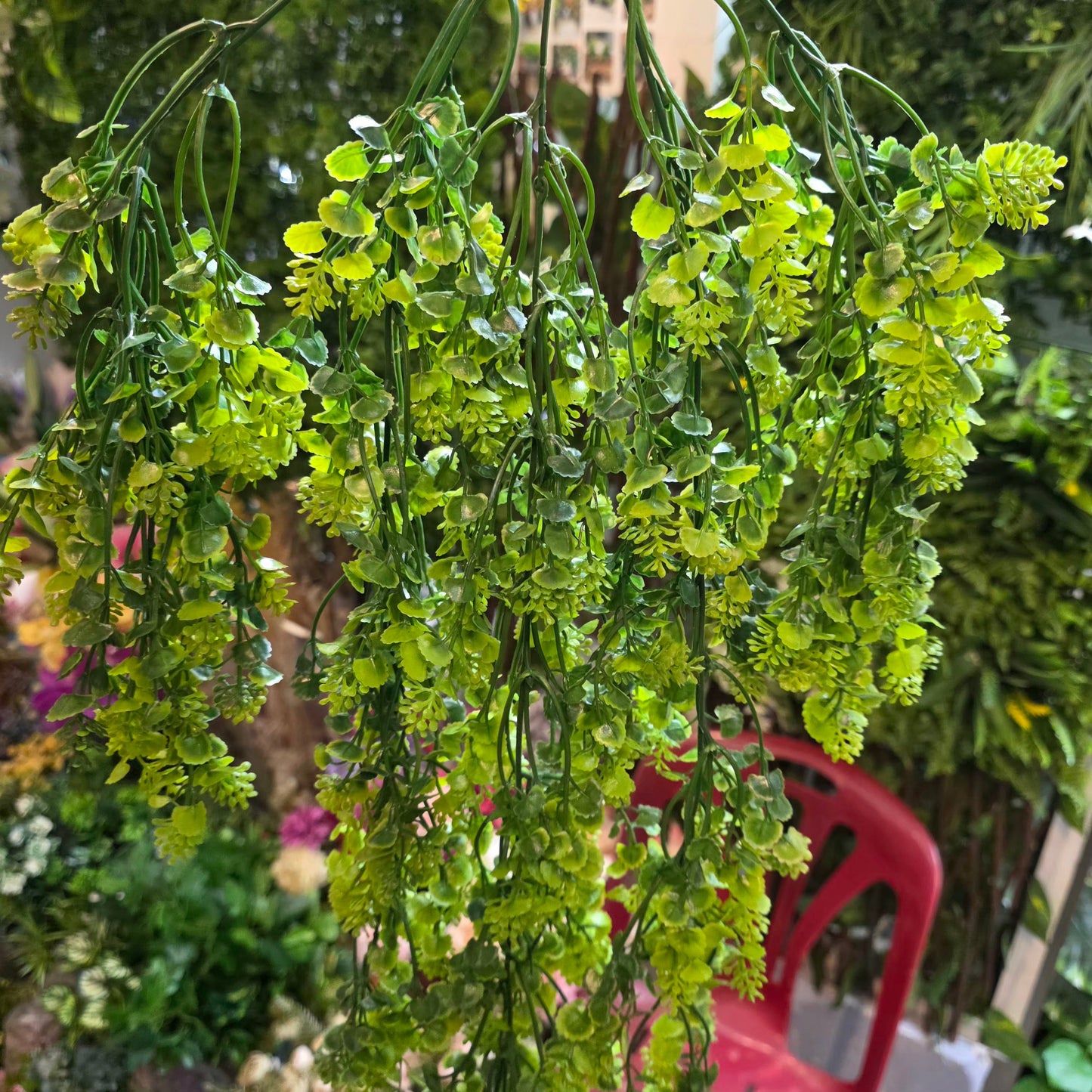 Premium Filler Hanging Creeper