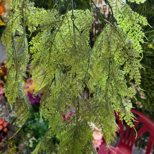 Premium Fern Hanging Creeper