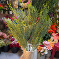 Lover Grass Bunch