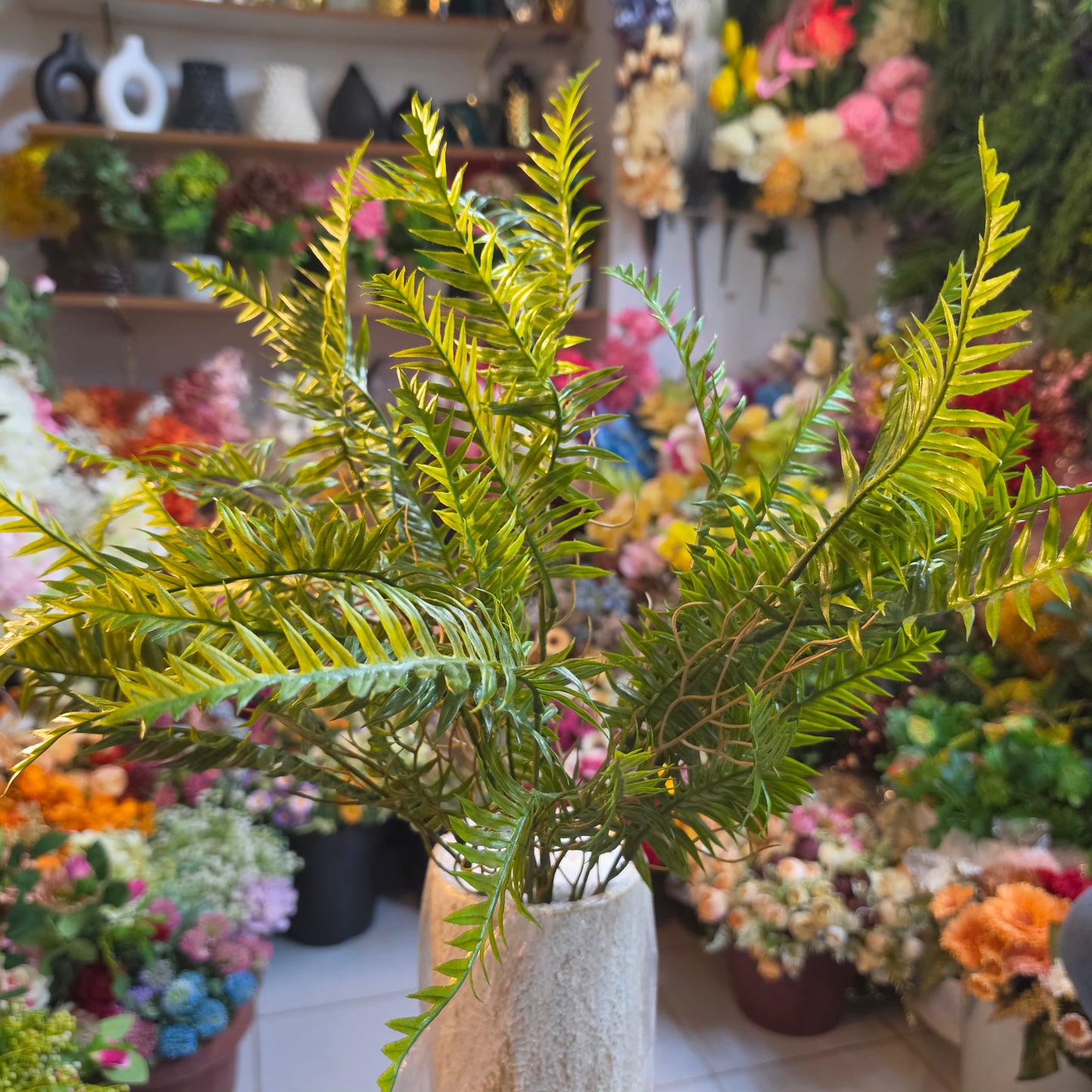 Boston Fern Bunch