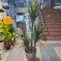 Artificial Dracaena Plant 5.5ft