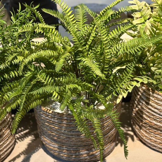 Boston Fern Bunch
