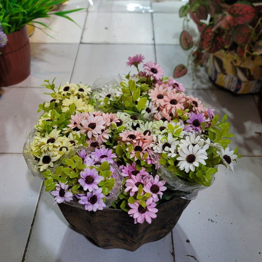 Cape Daisy Bunch