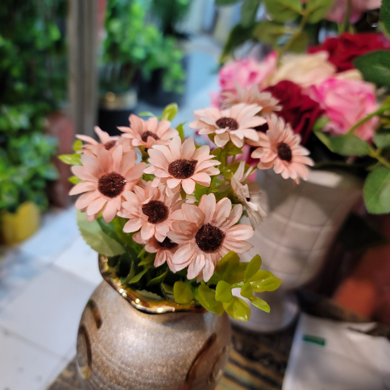 Cape Daisy Bunch