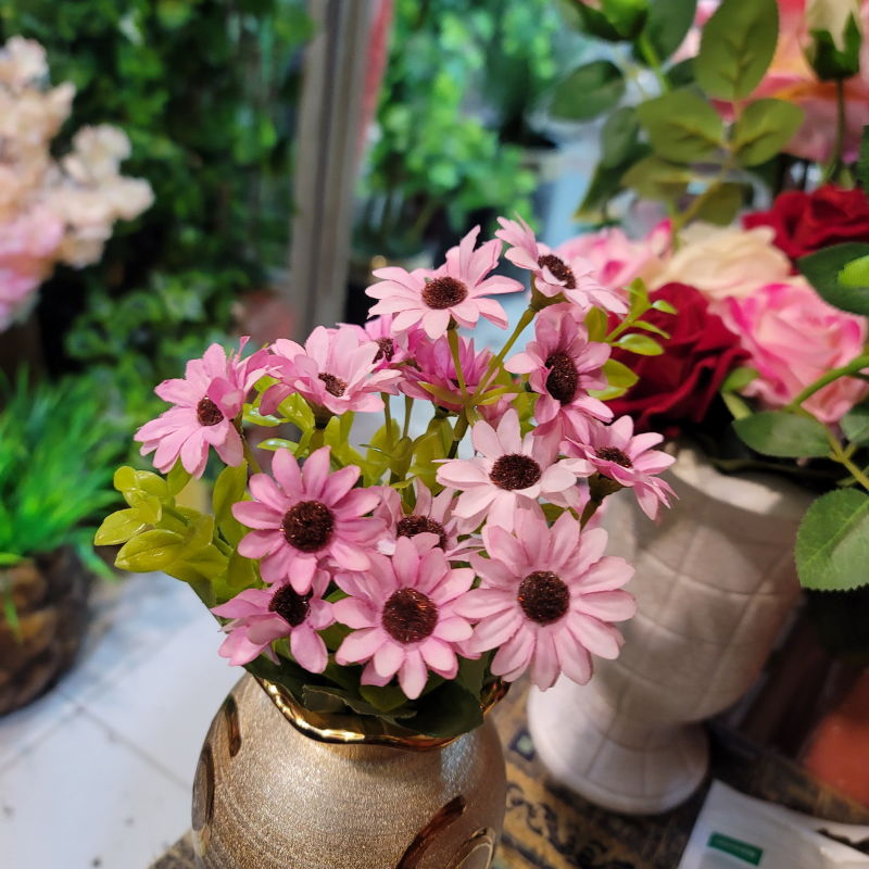 Cape Daisy Bunch