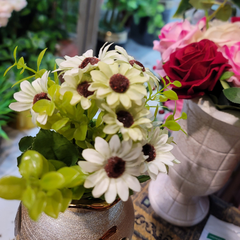Cape Daisy Bunch