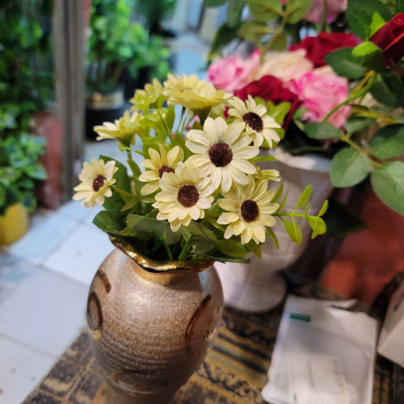 Cape Daisy Bunch