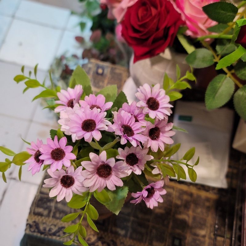 Cape Daisy Bunch