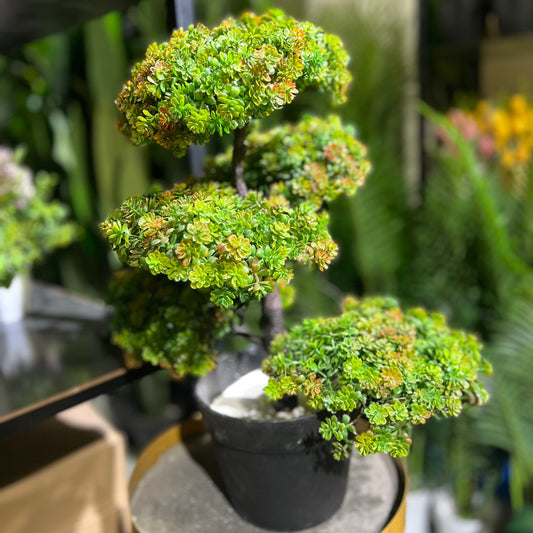 Mini Blossom Big Bonsai in Grey Fiber Pot