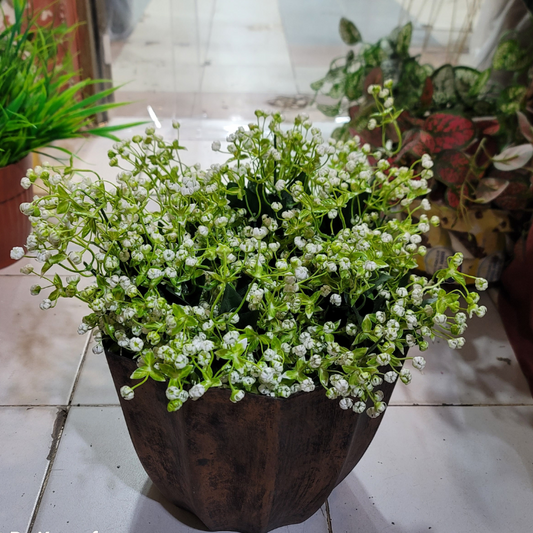 Baby Breath Bunch