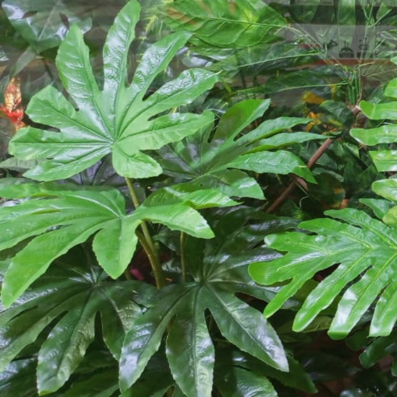 Artificial Single Pipe Plant 5ft – product image 5