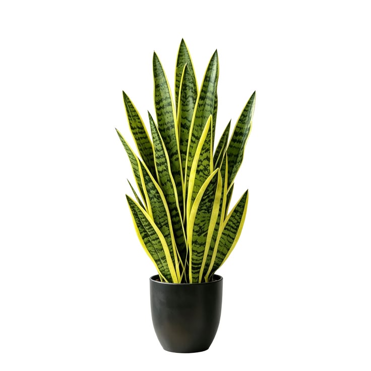 Artificial Snake Plant 3ft