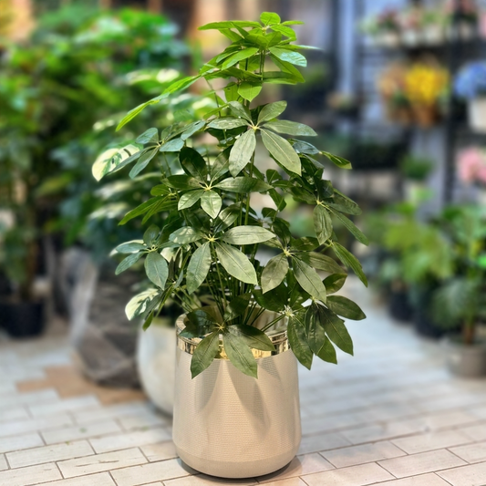 Plant Bush with Fiber pot 4ft