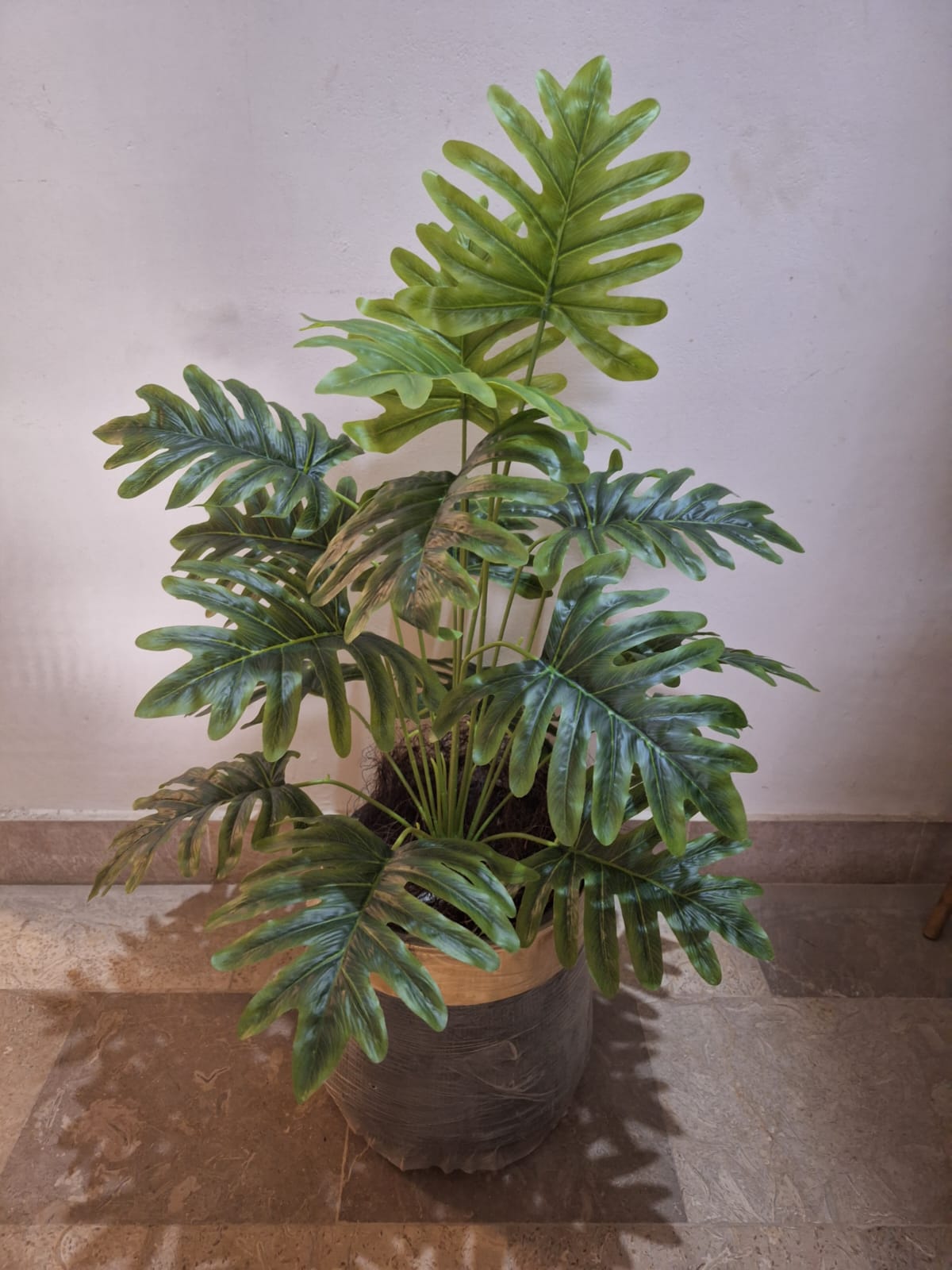 36 leaves plant 5ft