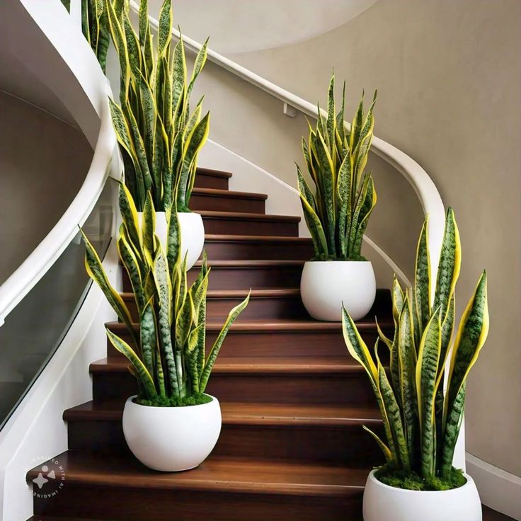 Artificial Snake Plant 3ft